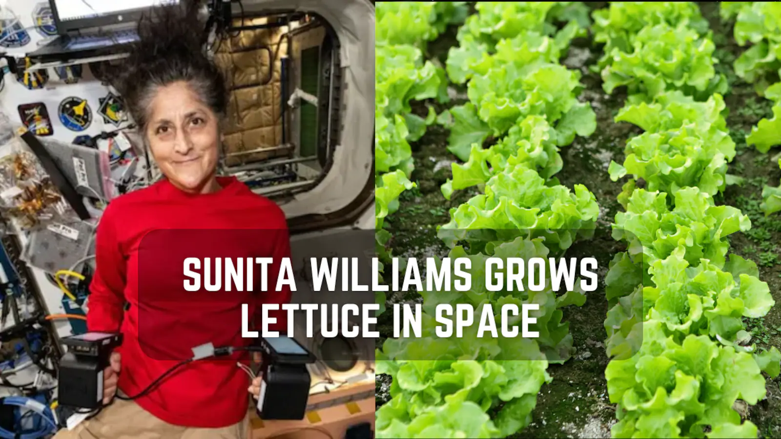 NASA Explores Growing Lettuce in Space for Future Missions